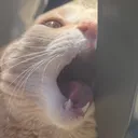 @gingertuxedocatco