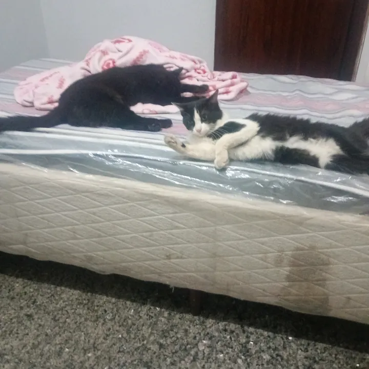 nescofofa