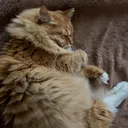 @lucycat28v