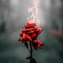 @sisilkuirko44