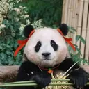 @fubao_cute