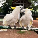 @bio_bege
