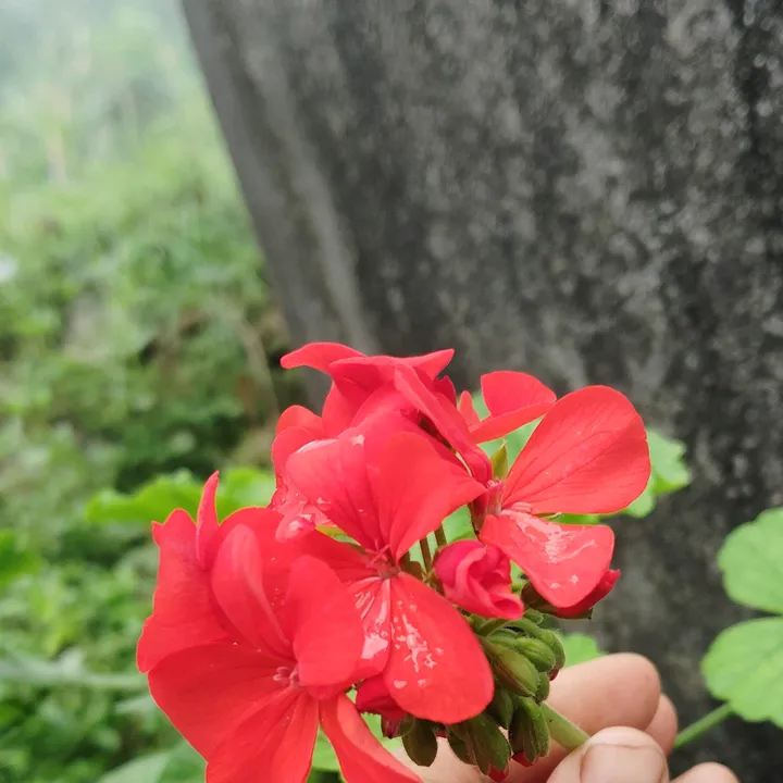 @puspa.resmi.magar