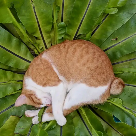 thithtooaung8