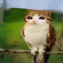 @thatonejory