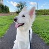 whiteshepherd_leo