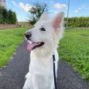 @whiteshepherd_leo