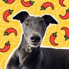 chillithegreyhound