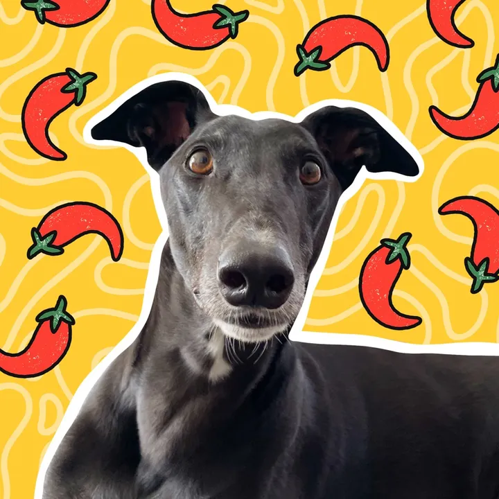 chillithegreyhound