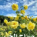 @basemhalawani4