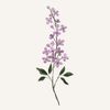 lilac4651