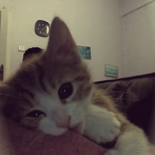 ywwwwwwn