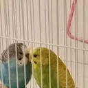 @gopugopu645