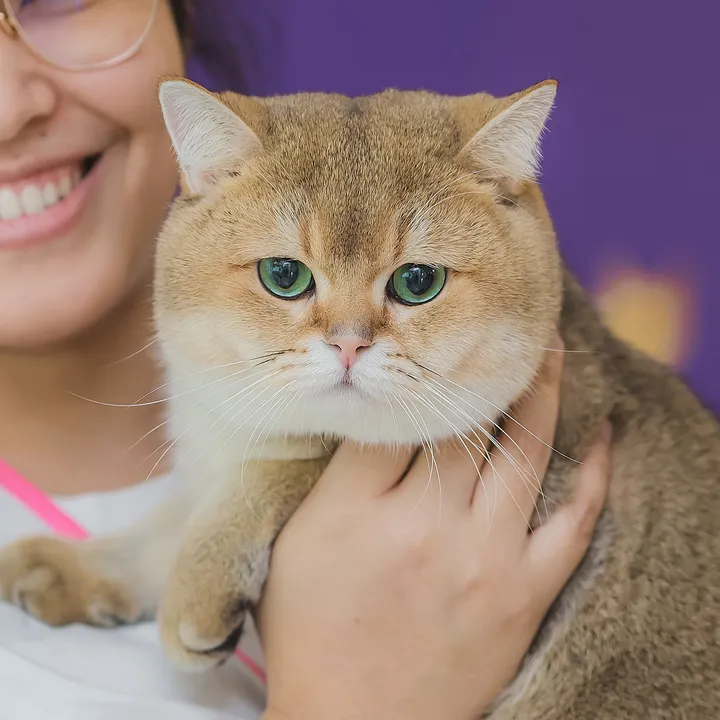 cruise_cat