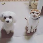 m.dogs.c0423