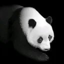 @nikh_il501
