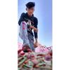 mr_sham_01