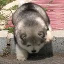 @puppy.love.us