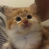 nekokeikochan
