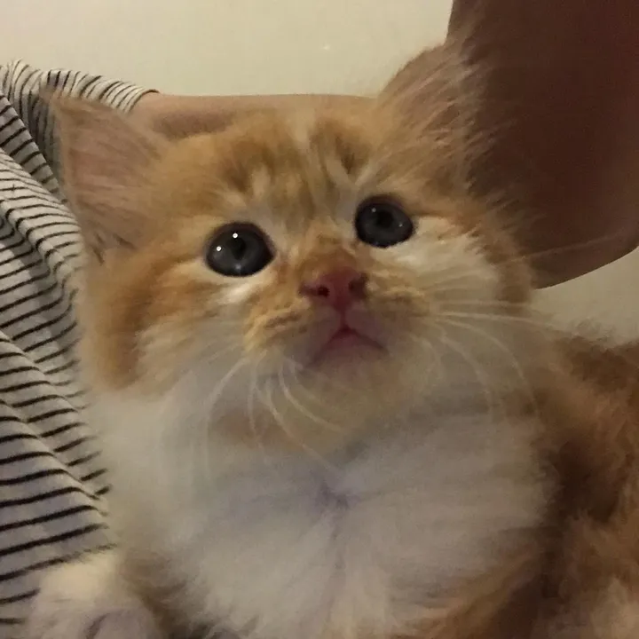 nekokeikochan