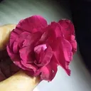@mahimashudhkumar