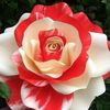 angelparks864015828