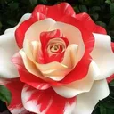 @angelparks864015828