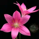@bpushpavathi