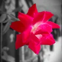 @santoshijd9664