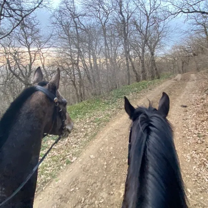 @tarki_horses05