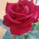 @meeravenumeera