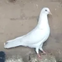 @dishayasingh