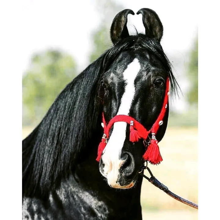 @horse_lover_92