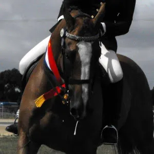 artlinedressage