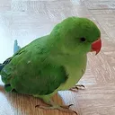 @ashvinkodiyatar52