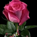 @jayshreemarathi2