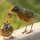 @harisiddu3333
