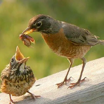 @harisiddu3333