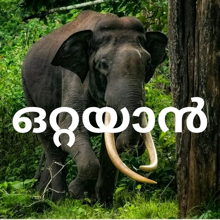jyothish__ottayan