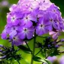 @user4101696052930