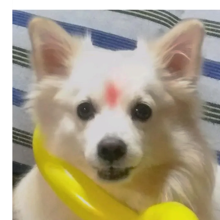 snowfy_2
