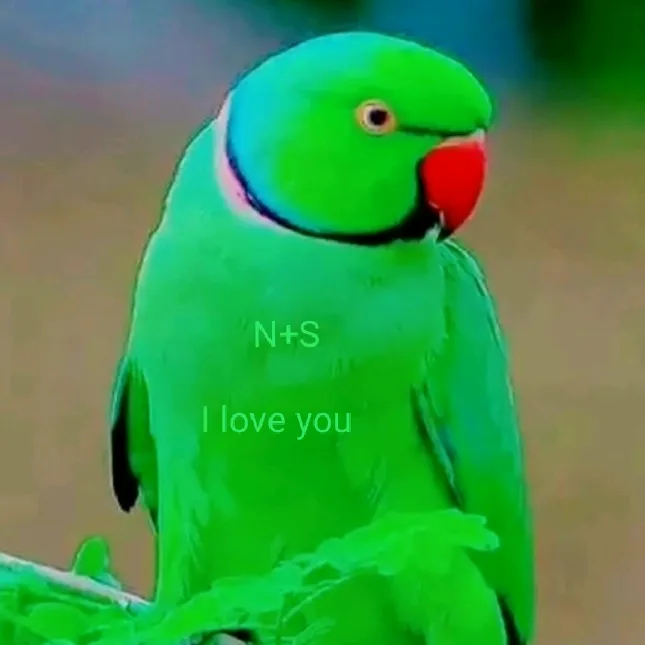 nikhilbagsuparna