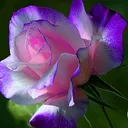 @gouriammuzz3