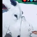 @sonubharwad51