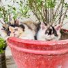 stellacattery