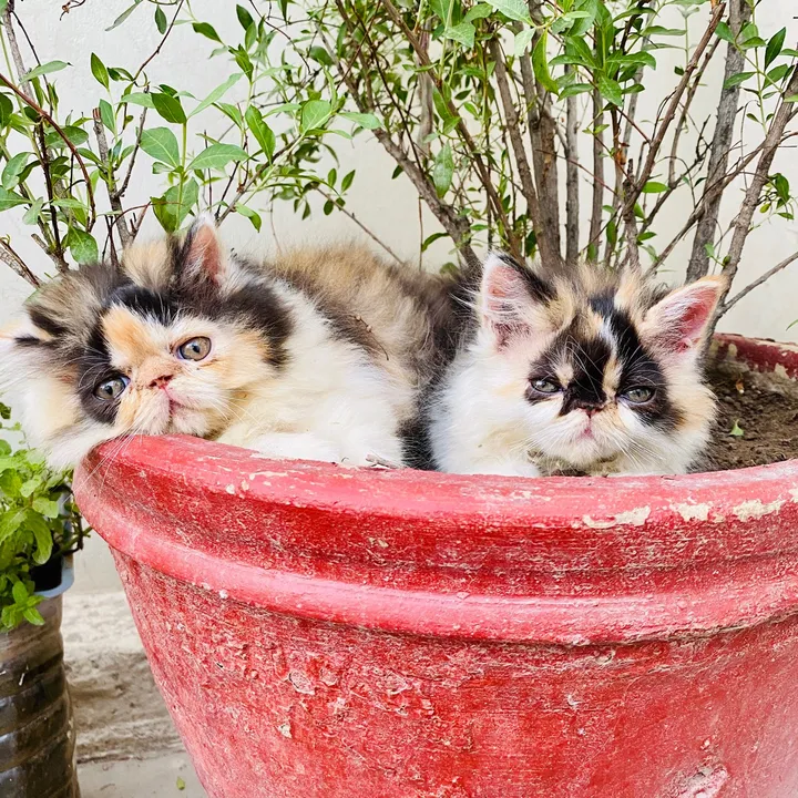 @stellacattery