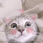 pearriepai