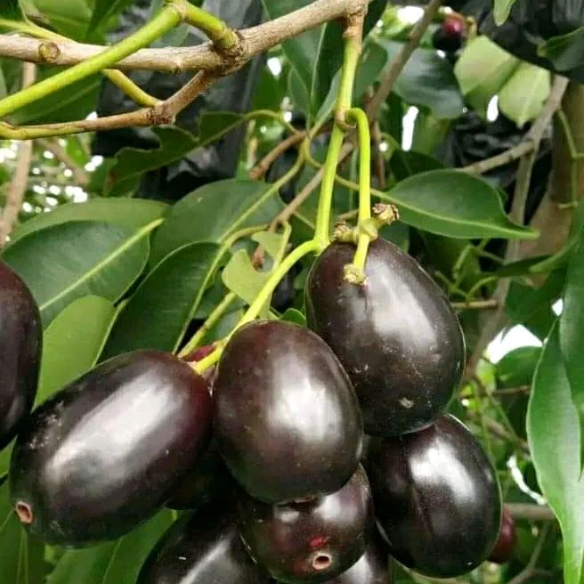 mukudashinde