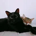 @lovelyspringcat