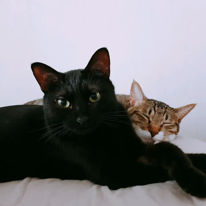 lovelyspringcat